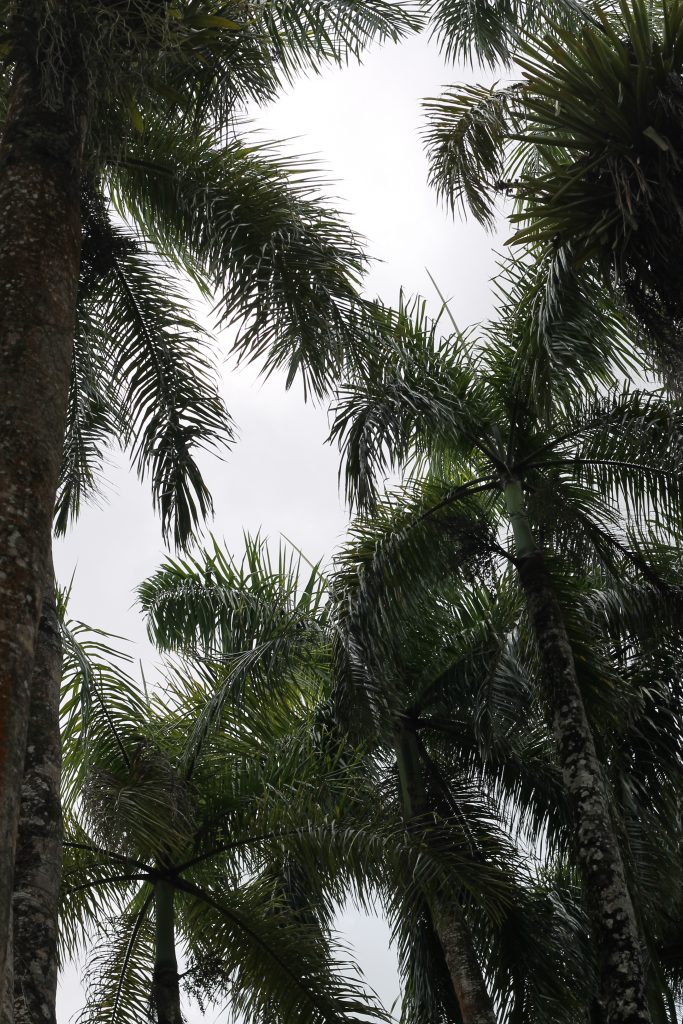 Palmentuin Suriname